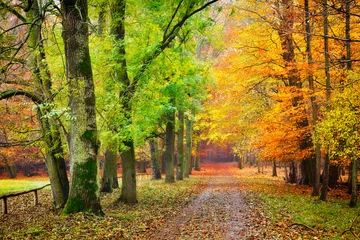Fototapete Straße im Wald Weg im Herbstwald