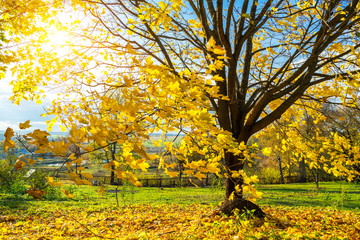 Naklejka premium Colorful tree and blue sky in the autumn park