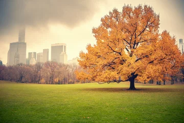 Gordijnen Central park at rainy day, New York City, USA © sborisov