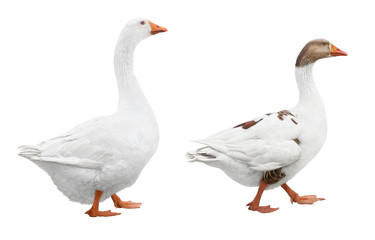 Two white geese isolated on white background