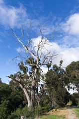  Huge Gum Bacchus Marsh