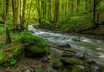 Rapid stream in green forest