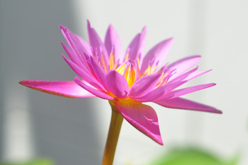 Fototapeta premium Lotus flower blooming
