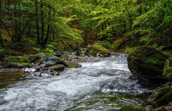 Rapid stream in green forest