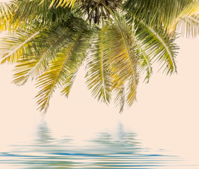 reflets de palmes, cime de cocotier 