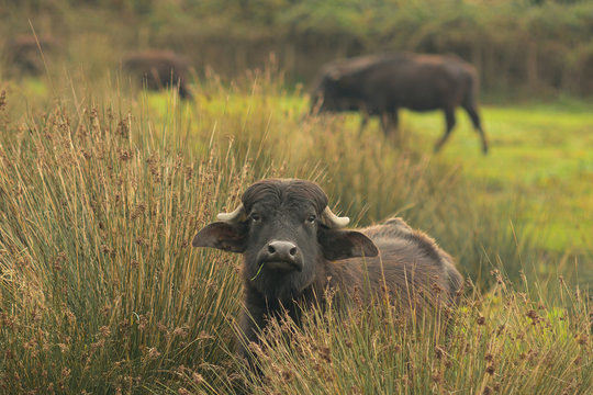 Bufale al pascolo - ritratto