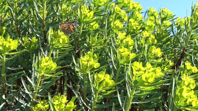 Trekking shot a butterfly on spurge flowers