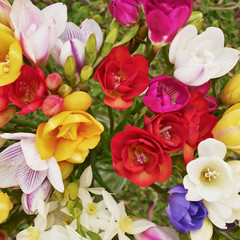 colorful freesia flowers bunch top view, natural background