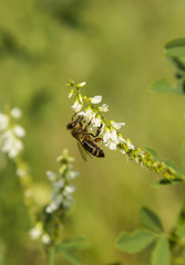 Bee on flower Melilotus officinalis