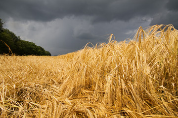 Plakat Barley crop flattened by wind and rain under a dark sky