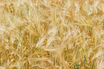 Background of the barley field