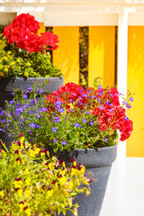 Pots with colorful flowers, botany and floral beauty