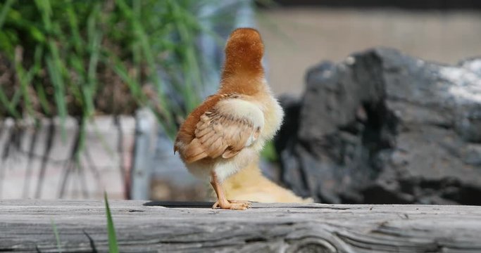 Baby chicken chick walking wooden garden spring. Raising baby chicks in the spring to grow them into an egg layer. From birth to maturity takes about four months. Hen Chickens will lay for two years.
