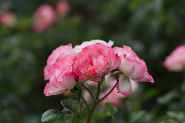 White and Pink roses - Autumn flowers in Japan -