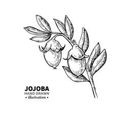 Jojoba vector drawing. Isolated vintage illustration of fruit. Organic essential oil engraved style sketch - obrazy, fototapety, plakaty