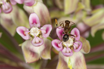 Ant on a milkweed flower in Vernon, Connecticut.