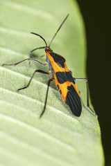 Large milkweed bug with warning coloration on a milkweed leaf.