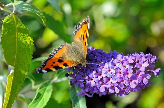 Small Tortoiseshell butterfly sitting on a Buddleja flower, UK.