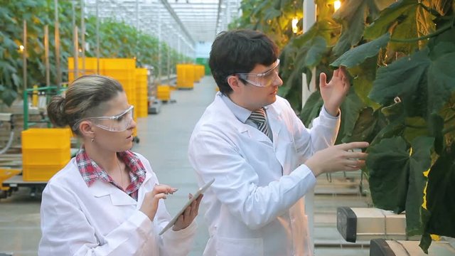 Two laboratory assistants examine leaves of cucumbers standing in agroholding
