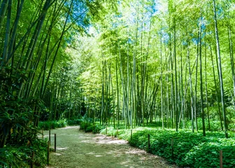 Cercles muraux Bambou Bambouseraie.
