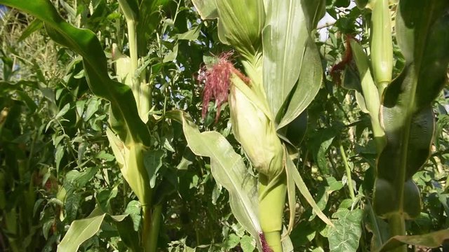 Closed unripe corn cob in farm, tracking shot closeup of the plant