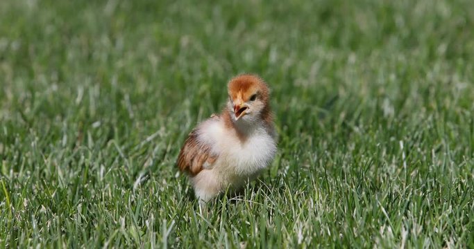 Baby Rhode Island Red Chick Chicken grass. Raising baby chicks in the spring to grow them into an egg layer. From birth to maturity takes about four months. Hen Chickens will lay for about two years.
