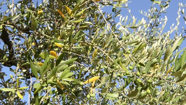 Olive tree branch tracking shot low angle view, many fruits and blue sky in background