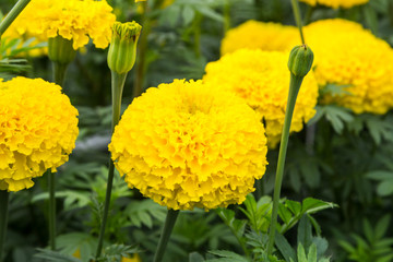 yellow marigold flower in field