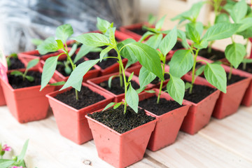 pepper seedling in square pot