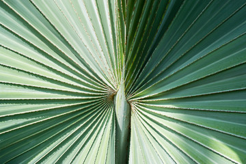 Palm leaf green texture - light and shadow