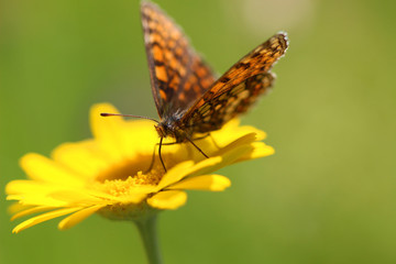 Yellow flower and butterfly