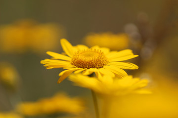 Yellow flower