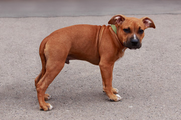 dog breed American Staffordshire Terrier