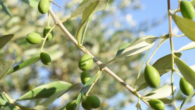 Olive tree with green fruits branch tracking shot closeup