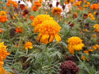 Yellow marigolds in flowers garden