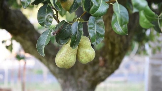 Tracking shot on pear tree branch with couple of ripe fruits closeup