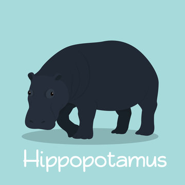 Cute Hippopotamus illustration design on sky blue background.vector