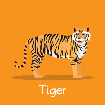 Fierce tiger in Asia illustration desian on orange background.vector