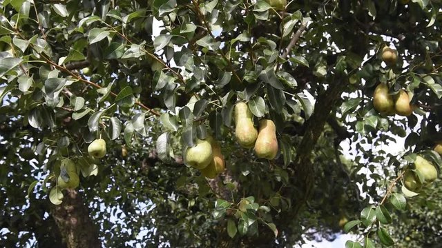 Tracking shot low angle view of pear tree branch with some ripe fruits