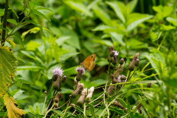 A butterfly sits on  top of a butterfly in the forest