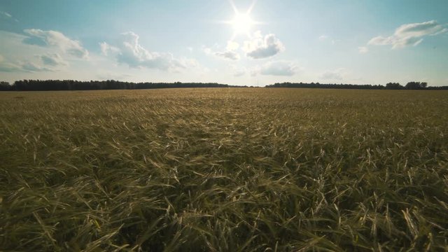 Golden wheat ready to be harvested