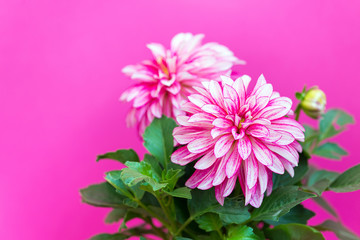 beautiful pink dahlia on a pink background