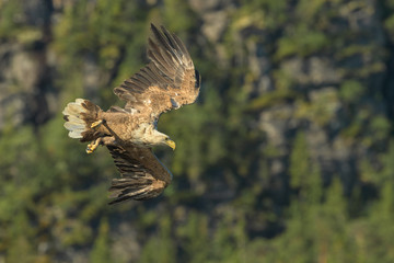 Hunting White Tailed Eagle.