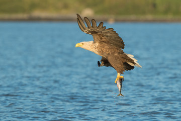Hunting White Tailed Eagle.