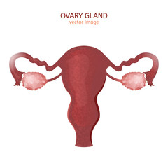 Ovary Gland Image