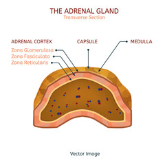 Adrenal Gland Image