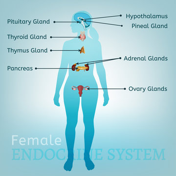 Endocrine System Woman