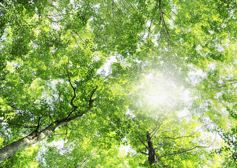 Wald
