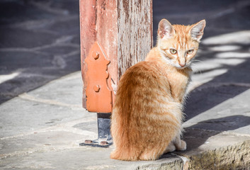 Orange Cat In Yard