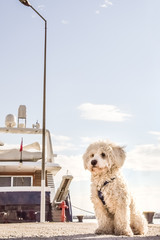 White Shaggy Dog At The Dock